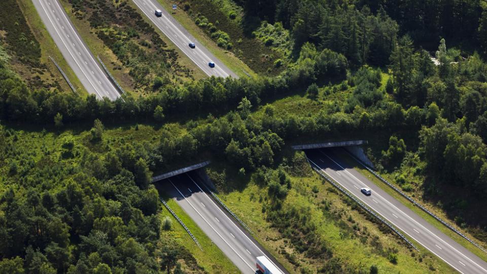 Photo of a wildlife passage over a highway