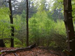 Foto va verjongingsplek in het bos