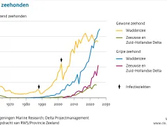 Het aantal gewone zeehonden in de Waddenzee is vanaf 1990 fors toegenomen. De laatste jaren daalt het aantal weer. In de Zeeuwse en Zuid-Hollandse Delta stagneert de toename, die sinds eind jaren 90 plaatsvond. Van de grijze zeehond nemen de getelde aantallen in de Waddenzee en de Zeeuwse en Zuid-Hollandse Delta sterk toe. Voor aantallen wordt verwezen naar de tekst.