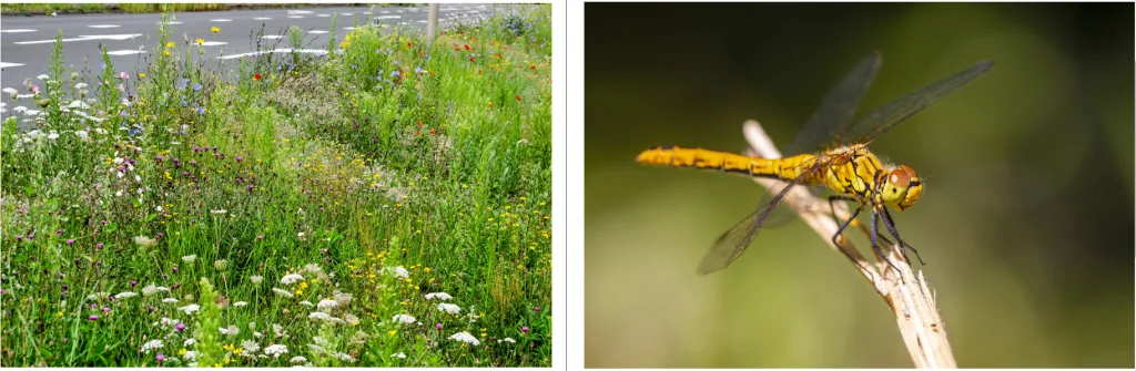 Foto van een wegberm met gras en bloemen en een foto van een libelle op een tak