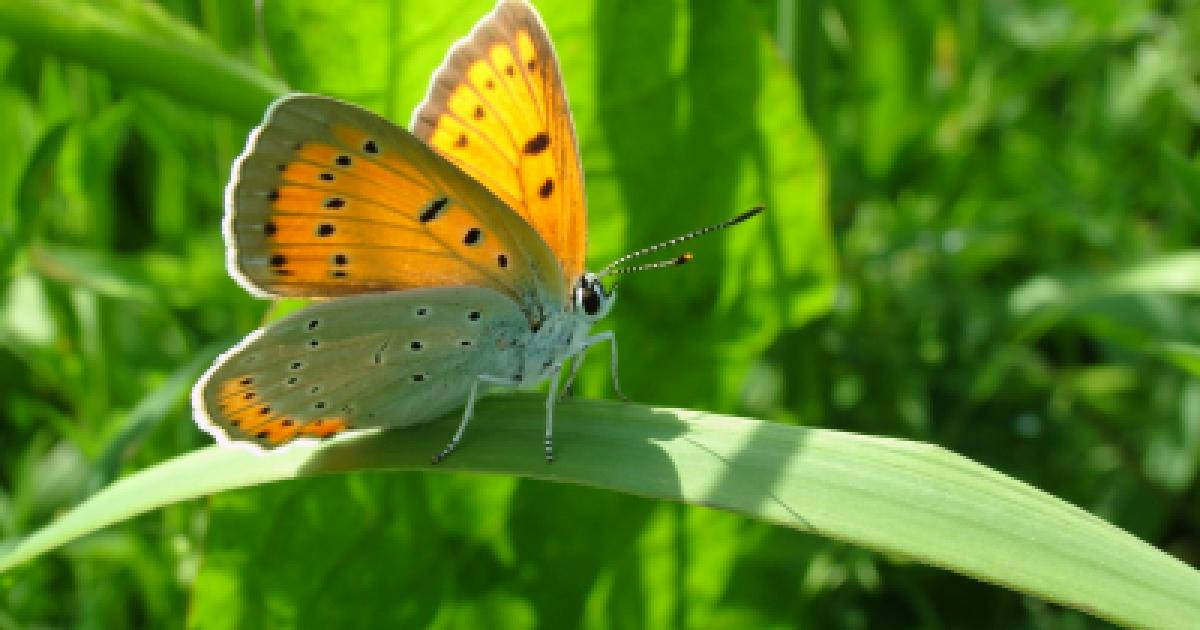 Internationale dag van de Biodiversiteit 2025 | Compendium voor de