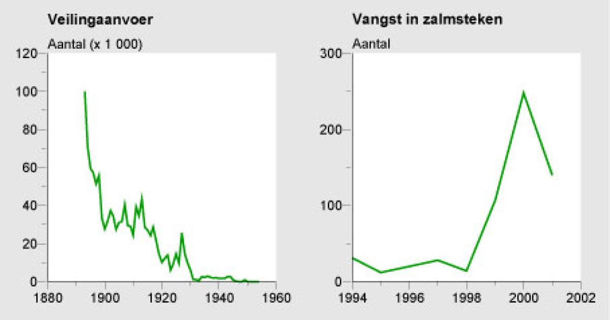 Trekvissen: zalm in Rijn en Maas | Compendium voor de Leefomgeving